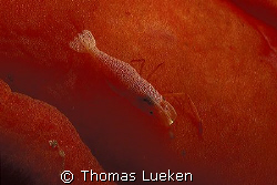 Lady in Red; F100 by Thomas Lueken 